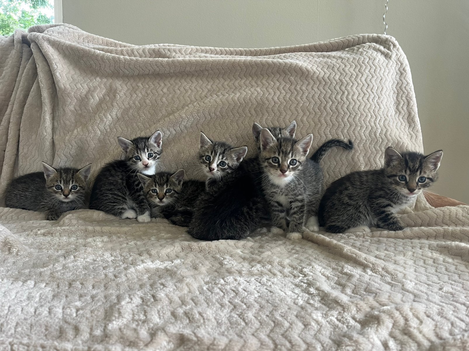 Lieve kittens, Meerdere dieren