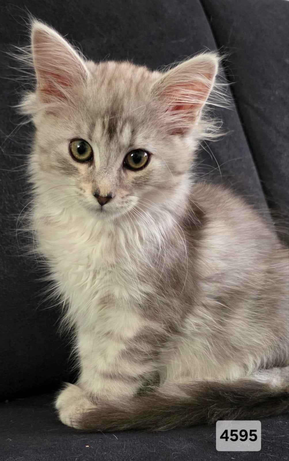 Nog 2 lieve Maine Coon kitten poesjes, ouders breed getest, Dieren en Toebehoren, Katten en Kittens | Raskatten | Langhaar, Poes