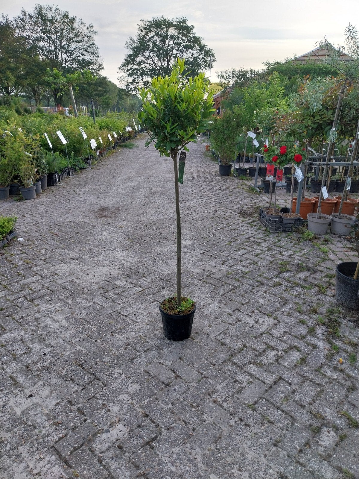 Laurus Nobilis op Stam - Prachtige Laurierboom, Ophalen, Volle zon, Vaste plant, Bloeit niet