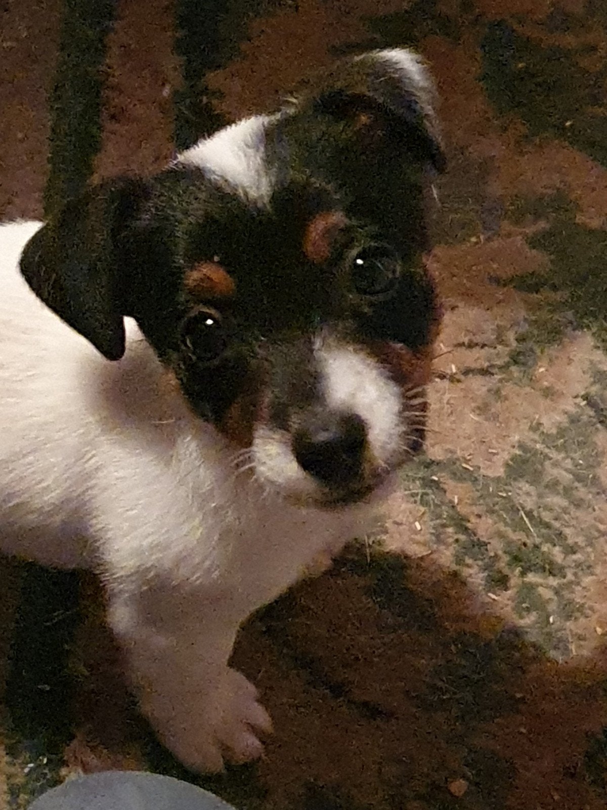 ORIGINELE JACK RUSSELTJES  ruw, broken coat.ORIGINELE.J.R., Jack Russell Terriër, 8 tot 15 weken, Meerdere, Meerdere dieren
