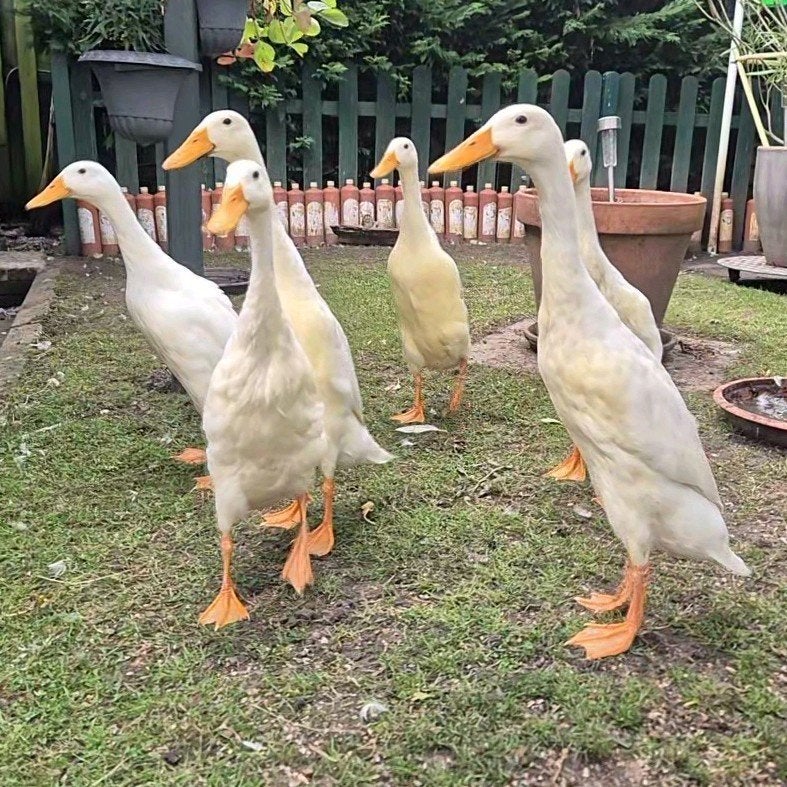 6 jonge loopeenden en moeder te koop!, Dieren en Toebehoren, Meerdere dieren, Eend