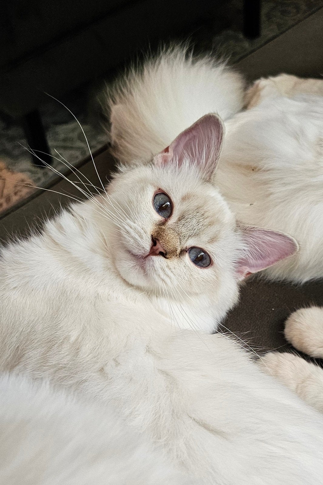 Chocolate lynx point mitted Ragdoll poesje met Stamboom, Dieren en Toebehoren, Poes, Met stamboom