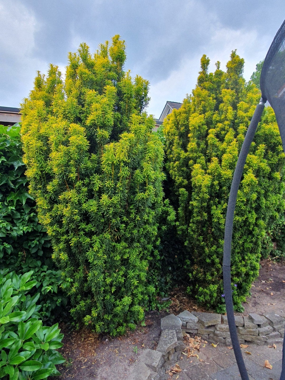 Twee grote Taxus planten (coniferen), Ophalen, Bloeit niet, Overige soorten, Volle zon