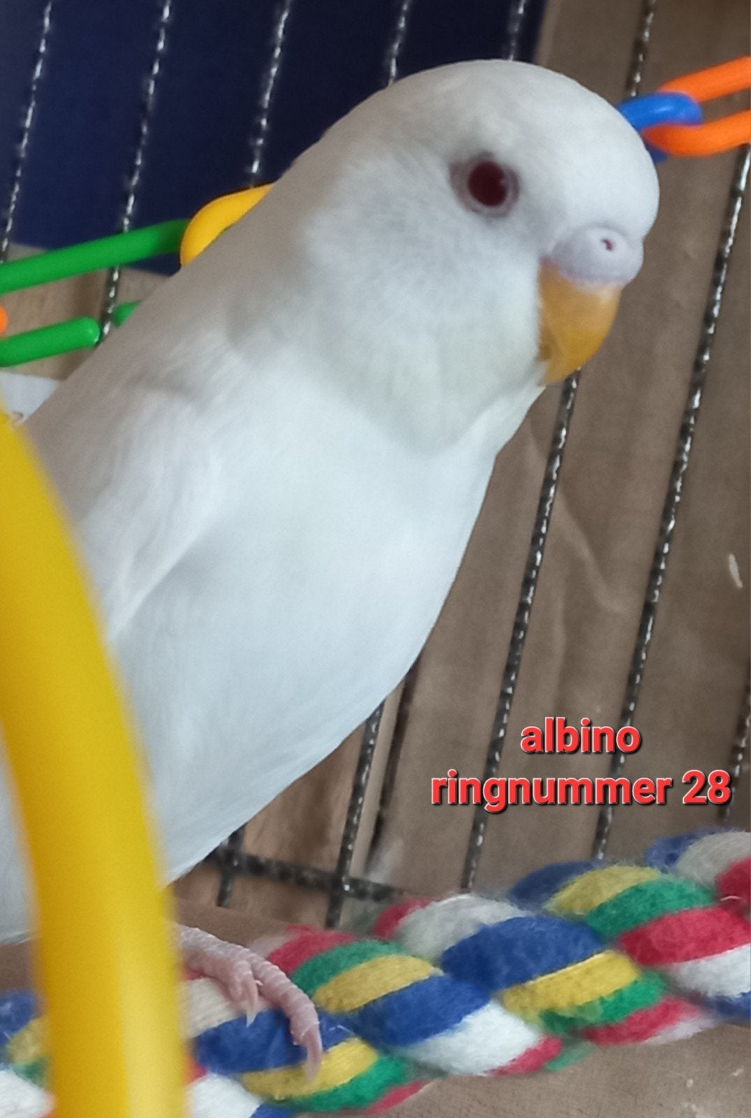 albino met rode ogen, Geslacht onbekend, Parkiet, Geringd