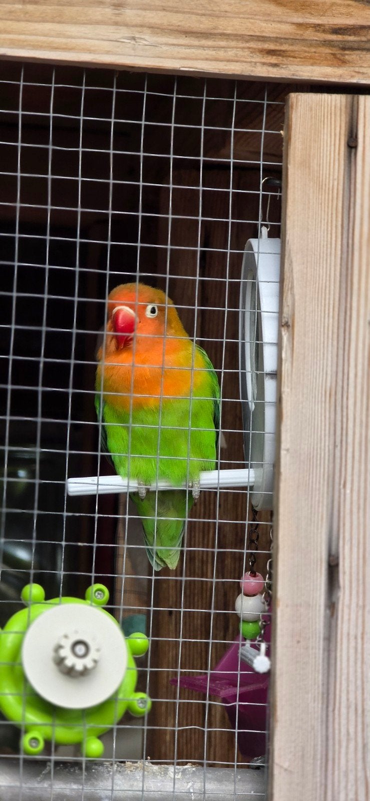 agapornis fischerie jong 1.5 maand oud dwergpapegaai, Dieren en Toebehoren, Geslacht onbekend, Dwergpapegaai of Agapornis, Geringd