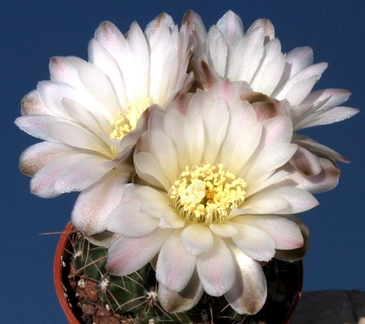 cactus - Gymnocalycium bruchii subsp. matznetteri, Huis en Inrichting, Ophalen of Verzenden, Cactus, Volle zon, Minder dan 100 cm