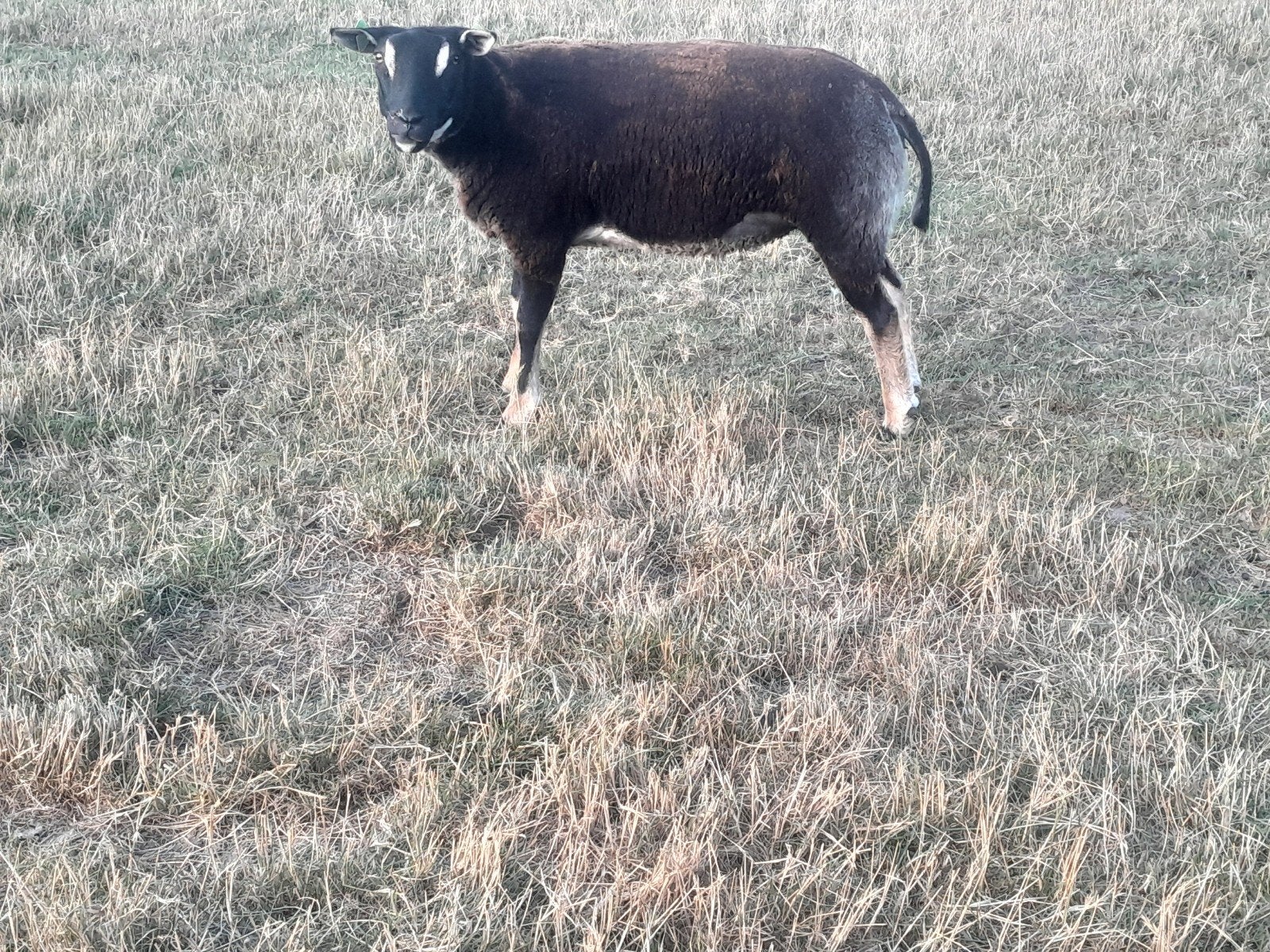 Te koop dassenkop jaarling ooi., Dieren en Toebehoren, Vrouwelijk, Schaap