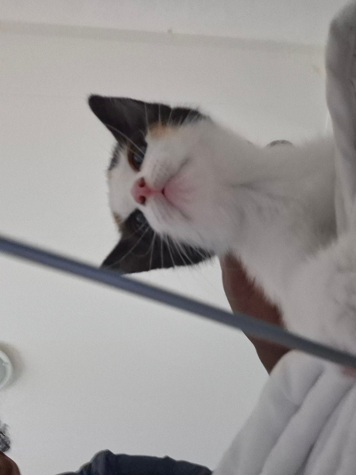 2 Super Lieve Speelse Kittens – 9 Weken Oud – Klaar voor