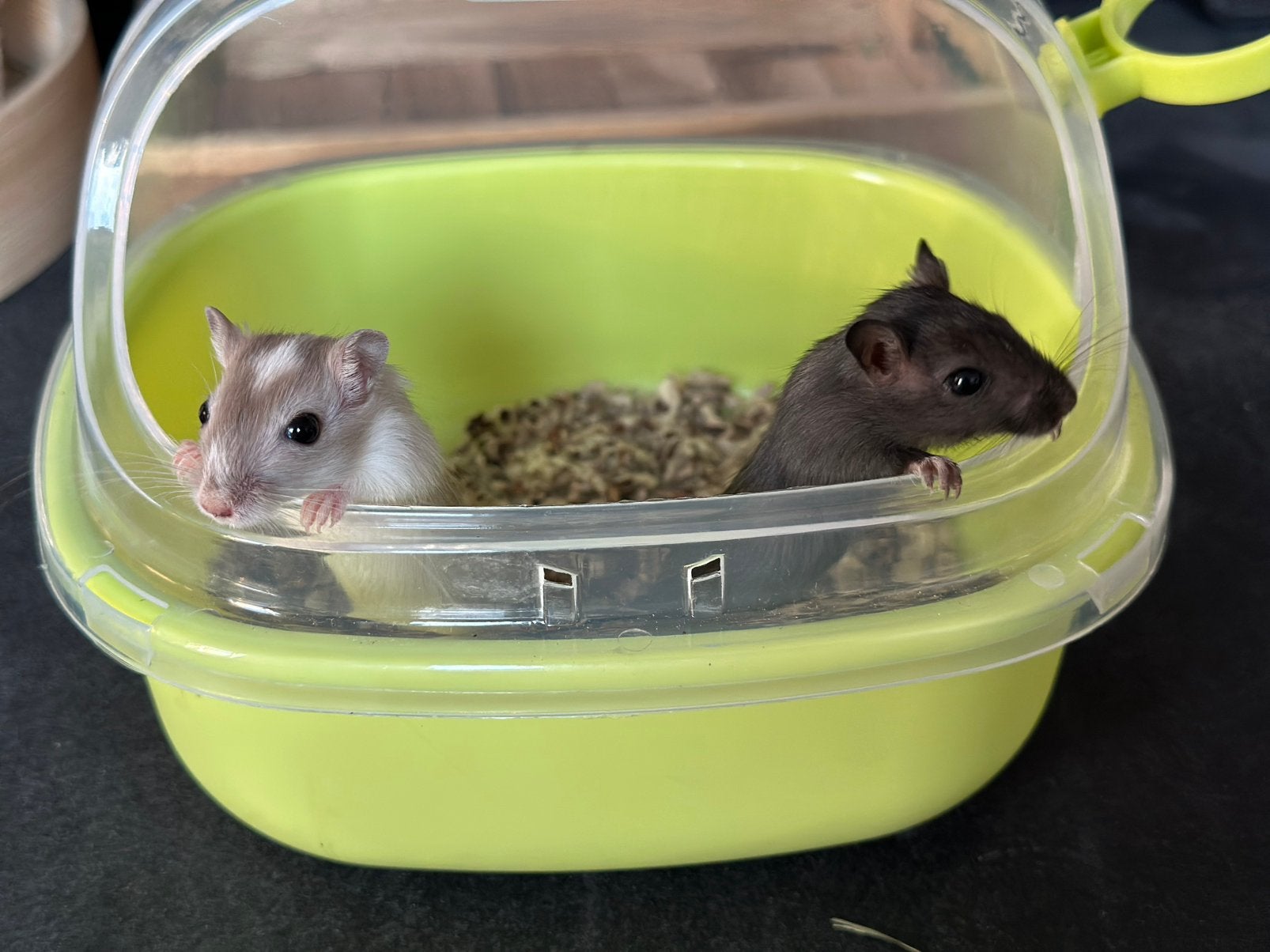 Super lieve gerbil broertjes zoeken een goed thuis!, Mannelijk, Mei, Overige typen, Tam