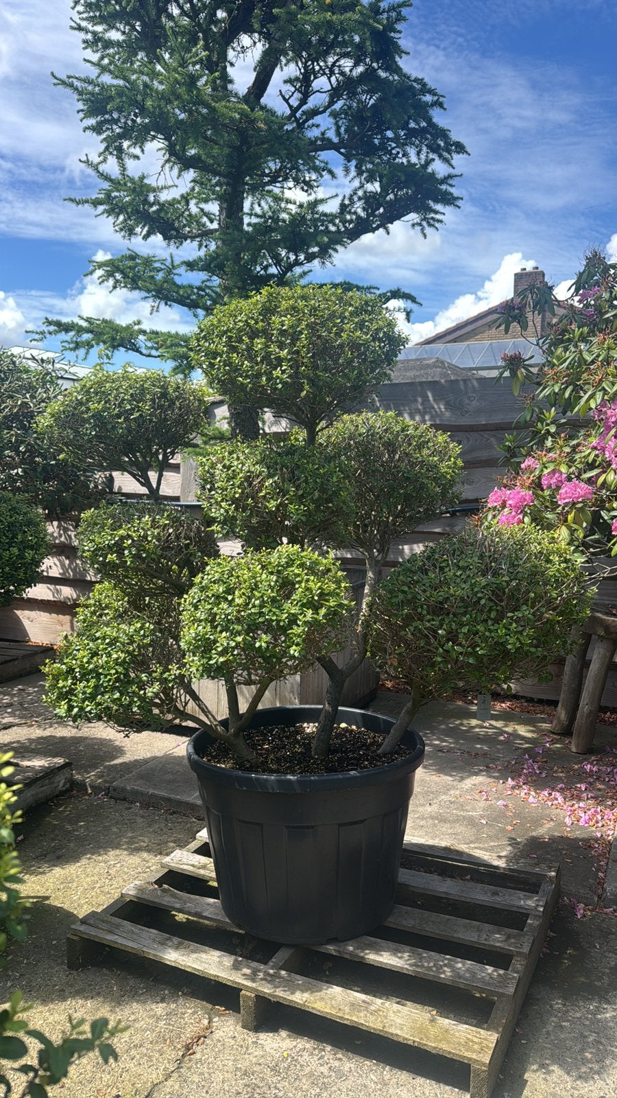 Ruim assortiment  Ilex Crenata - Tuinbonsai / Vormsnoei, Volle zon, Vaste plant, Bloeit niet, Ophalen