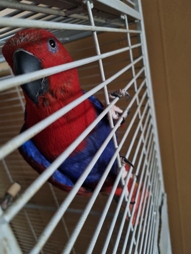 Lieve en nieuwsgierige Edelpapegaai pop, Vrouwelijk, Papegaai, Pratend