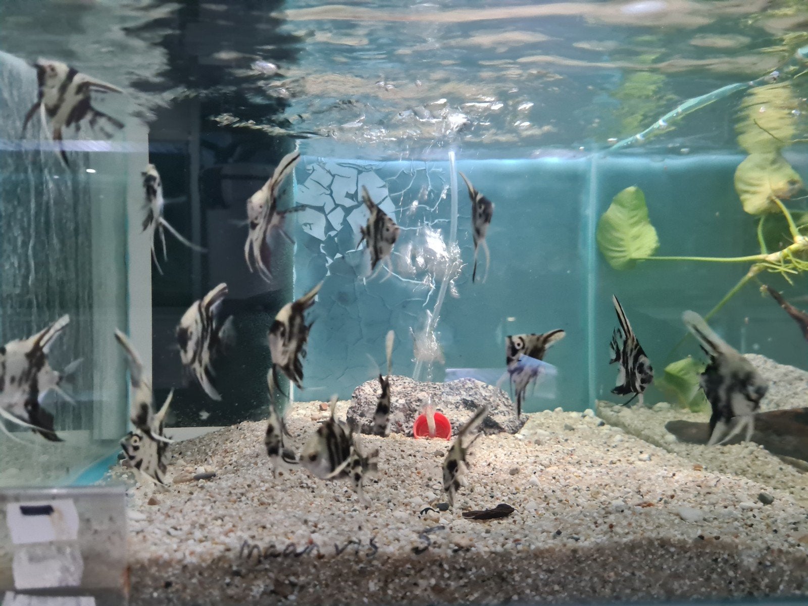 Dalmatier maanvissen, Pterophyllum Scalare dalmatin, Dieren en Toebehoren, Vissen | Aquariumvissen, Vis, Zoetwatervis