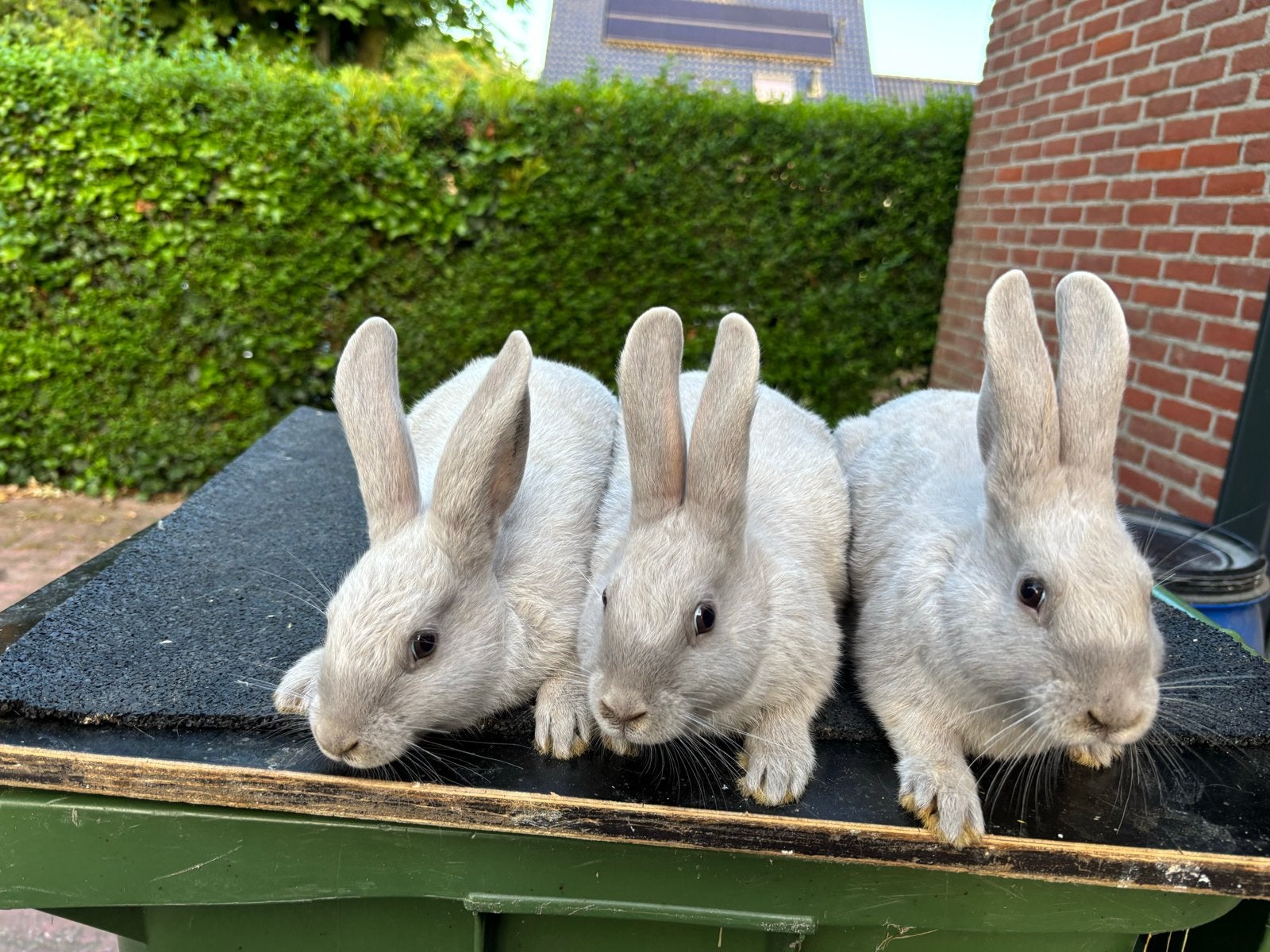 Raszuivere gouwenaars te koop, Dieren en Toebehoren, Konijnen, Klein, Vrouwelijk, 0 tot 2 jaar