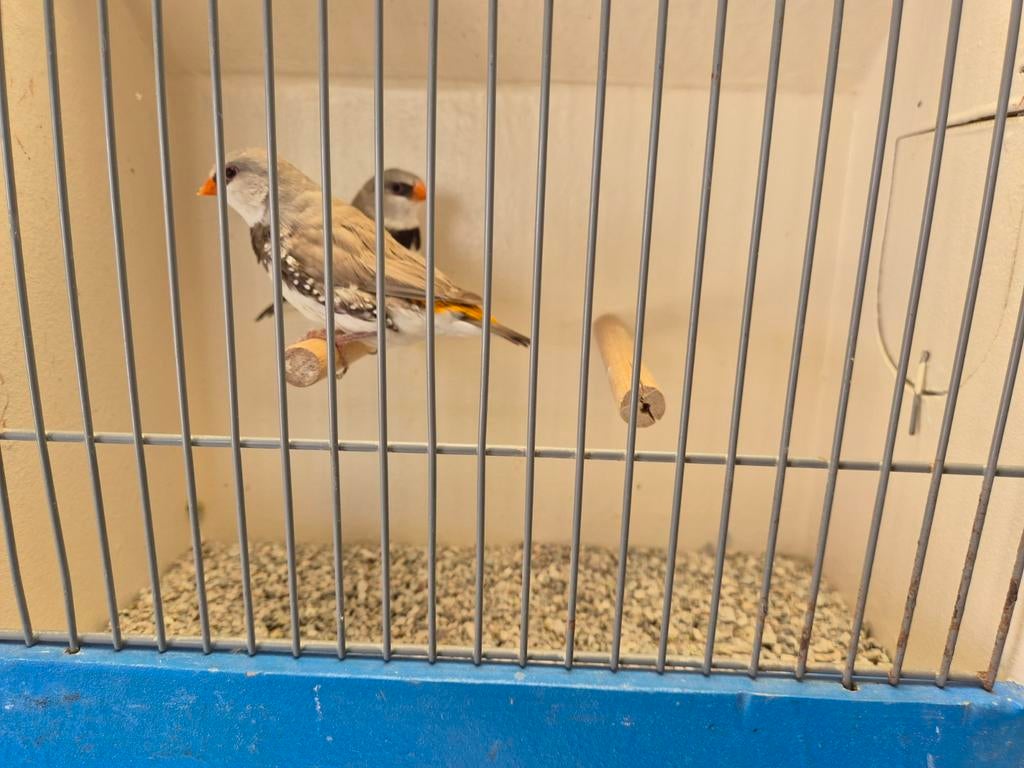Koppel Diamantvinken, Geelsnavel Bruin!, Dieren en Toebehoren, Vogels | Overige Vogels, Meerdere dieren