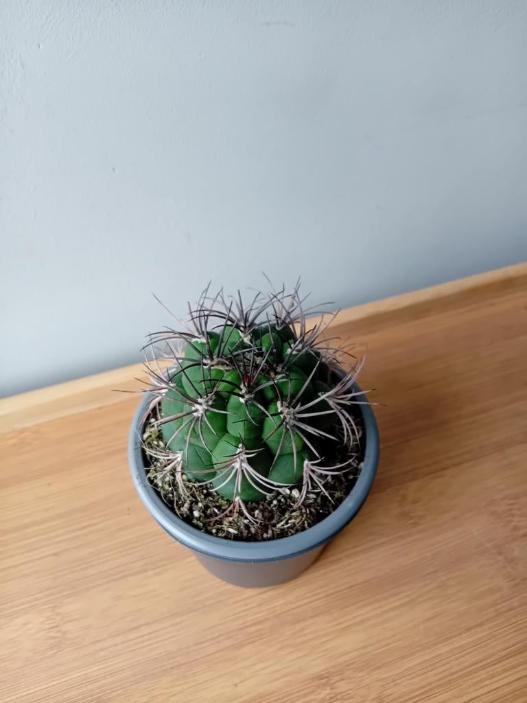 Cactus 10cm, Ophalen, Minder dan 100 cm, In pot, Cactus