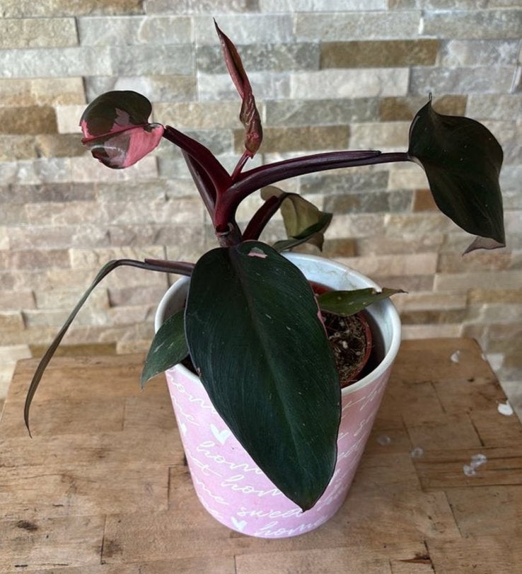 Philondendron pink prinses in pot, Huis en Inrichting, Kamerplanten, Overige soorten, In pot, Minder dan 100 cm, Groene kamerplant