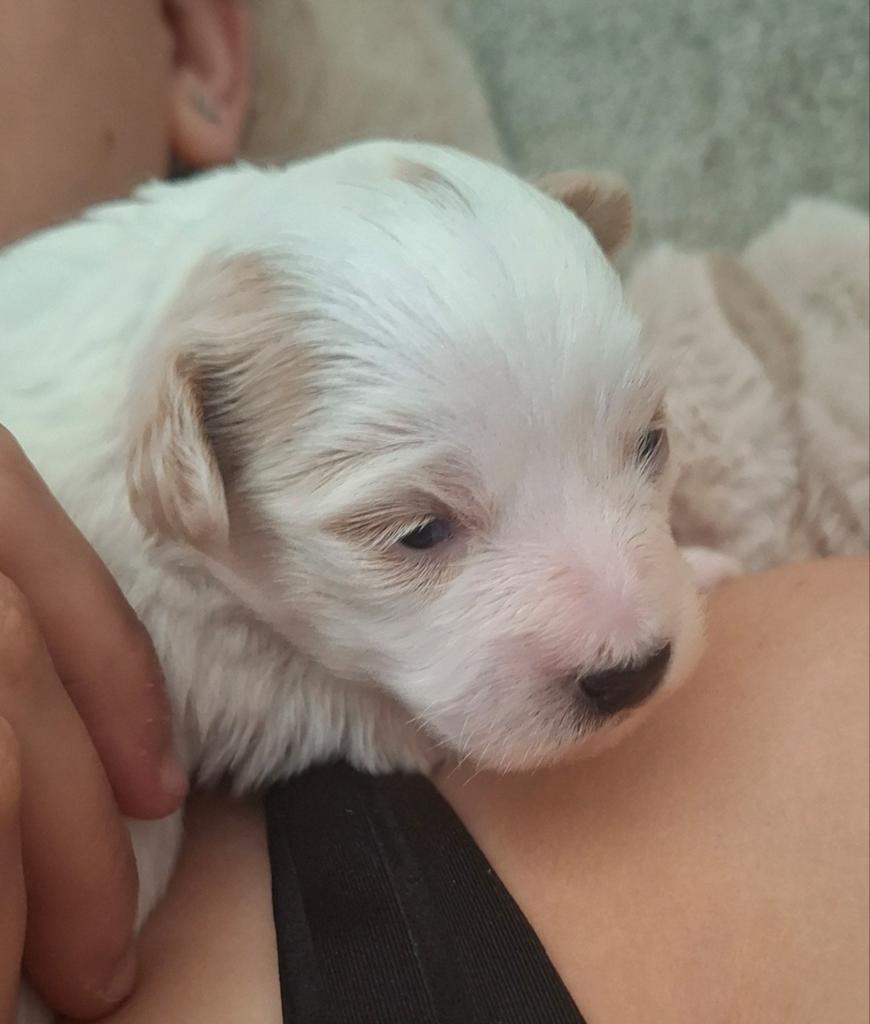 ❤️ LAATSTE PUP!! ❤️ Prachtige Maltipoo pup ❤️ ABRIKOOS WIT, Parvo, Overige rassen, 8 tot 15 weken, Meerdere