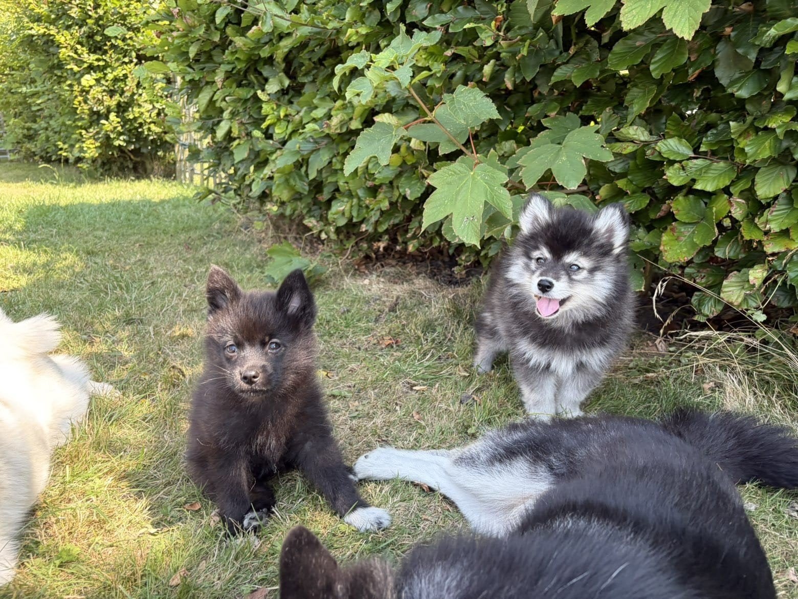 Te koop: Zeer lieve Pomsky-puppy's 🐾, Dieren en Toebehoren, Overige rassen, 8 tot 15 weken, Meerdere, Meerdere dieren
