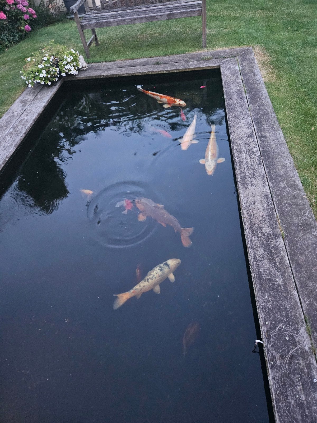 Mooie karper vissen te koop, Karper of Koi