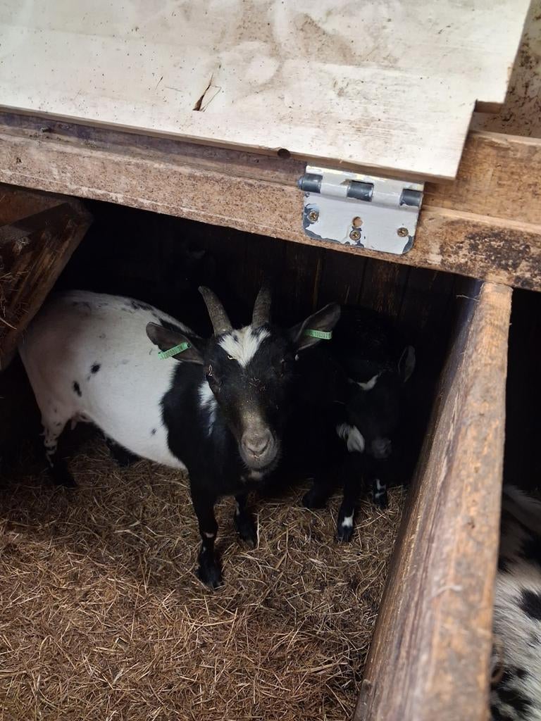Zwartbont geitje met 2 lammeren, Dieren en Toebehoren, Meerdere dieren, Postduif