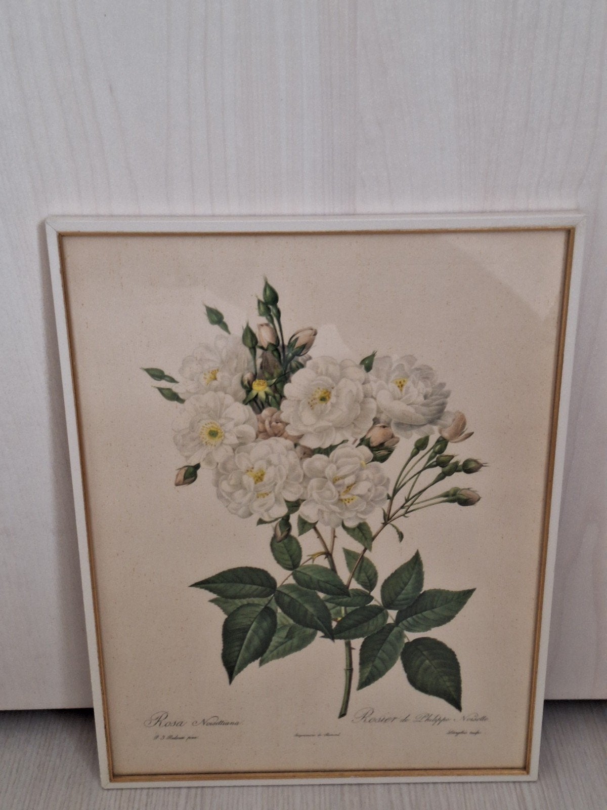 Redoute tekening, Ophalen of Verzenden, Minder dan 50 cm, Tekening