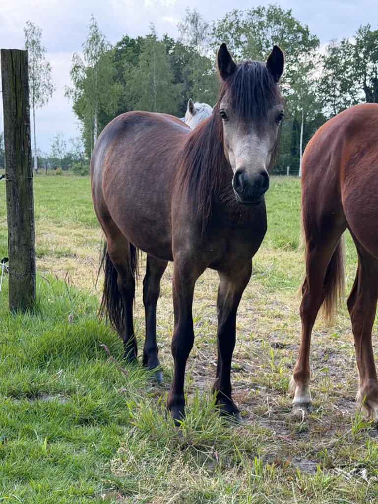 Nieuw advertentie 15/5 connemara valk merrie, Merrie, Met stamboom, 0 tot 2 jaar, C pony (1.27m tot 1.37m)