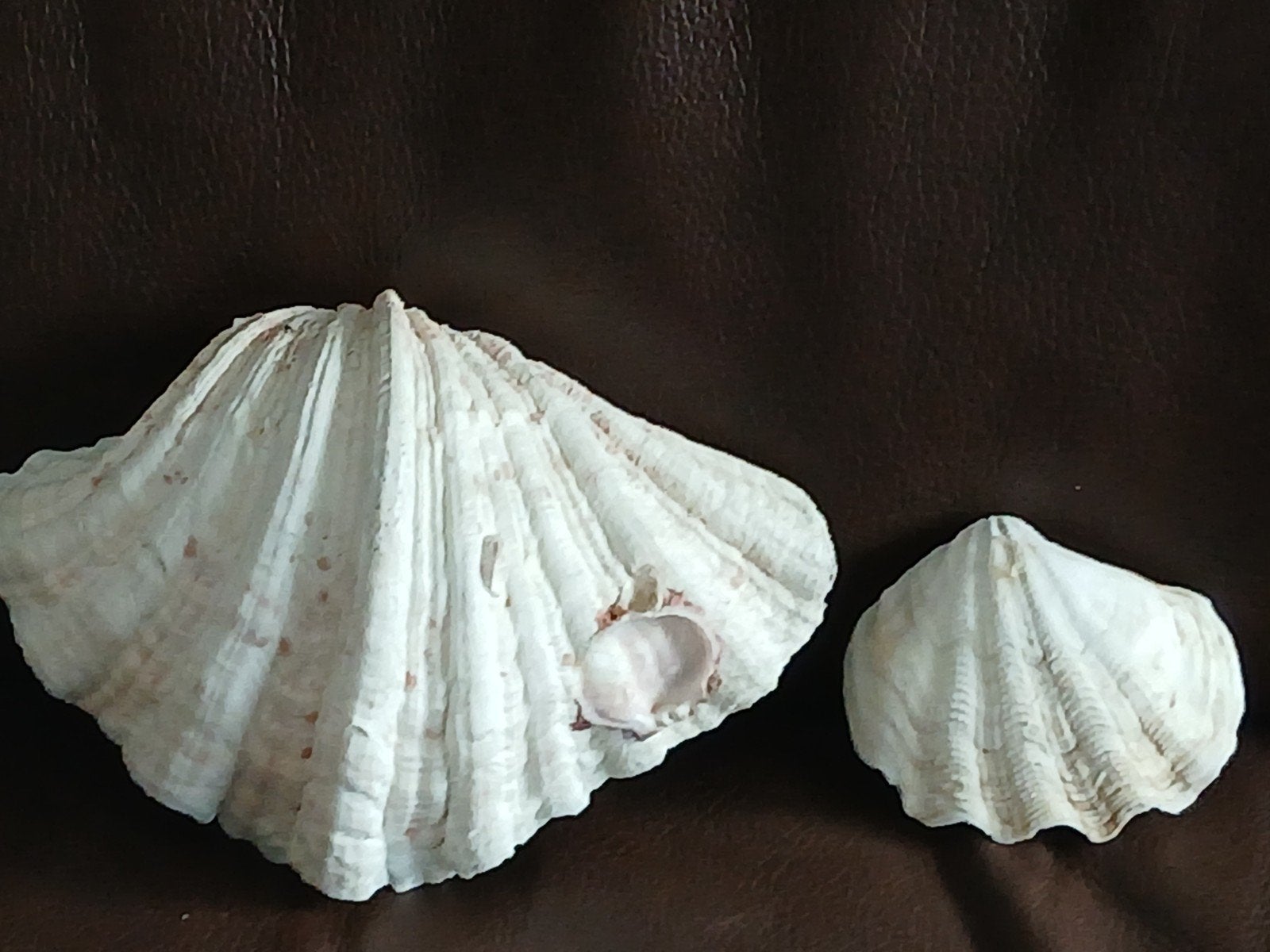 Grote doopvontschelp 20cm..kleintje erbij, Verzamelen, Ophalen