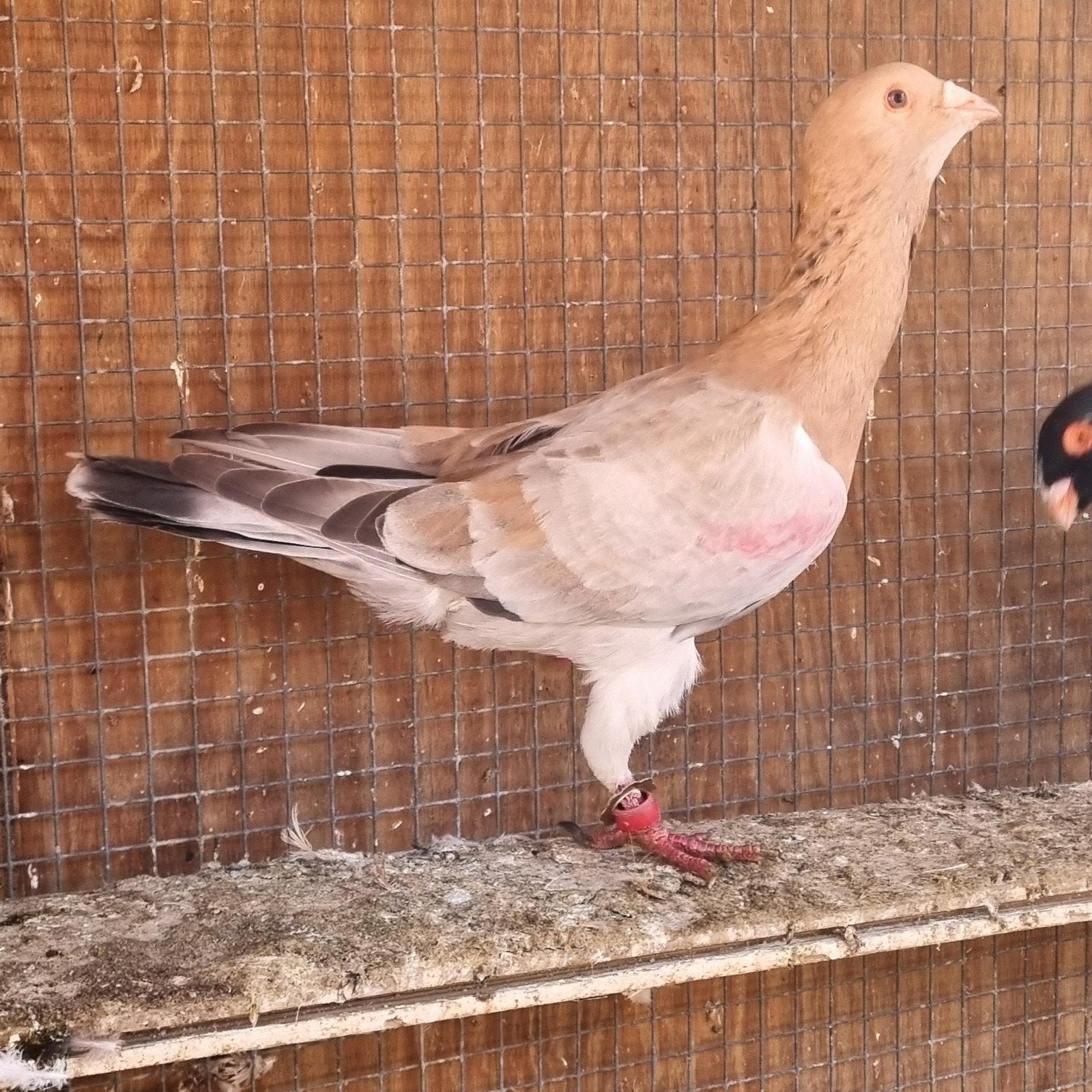 duiven man te koop, Dieren en Toebehoren