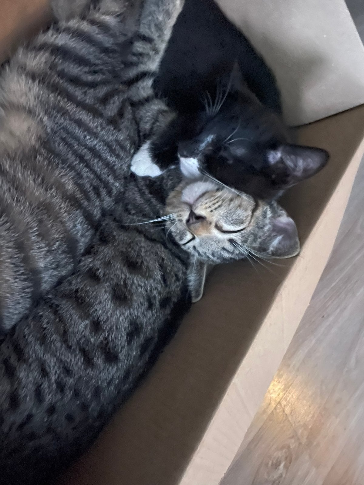 kittens zoeken een mooie huis, Dieren en Toebehoren, Meerdere dieren