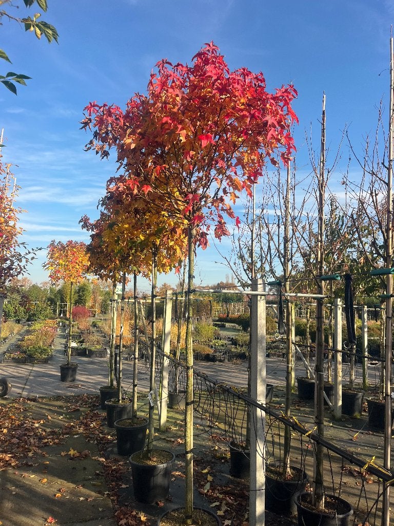 Amberboom (Liquidambar) GUM BALL !!- Prachtige Herfstkleuren, Bloeit niet, 100 tot 250 cm, Ophalen, Volle zon