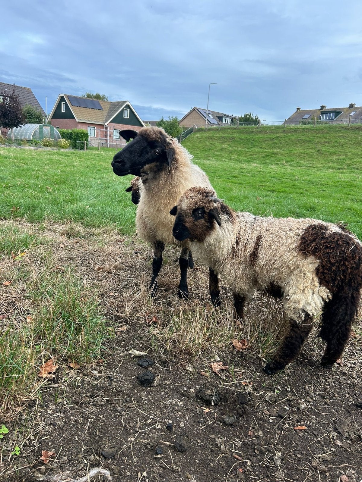 Walliser schwarznase kruising🐑, Meerdere dieren, Schaap, 0 tot 2 jaar
