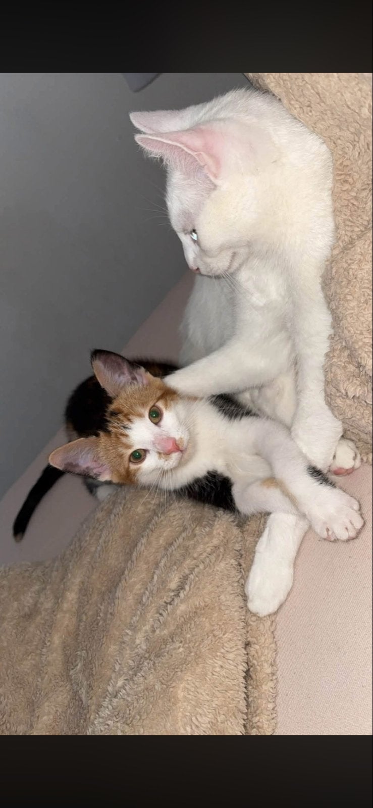 Katten zoeken nieuw liefdevol thuis, Dieren en Toebehoren, Katten en Kittens | Overige Katten, Meerdere dieren, Kortharig, 0 tot 2 jaar