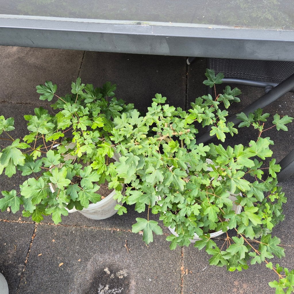 Pre Bonsai Acer Campestre, Vaste plant, Bloeit niet, Halfschaduw, Ophalen
