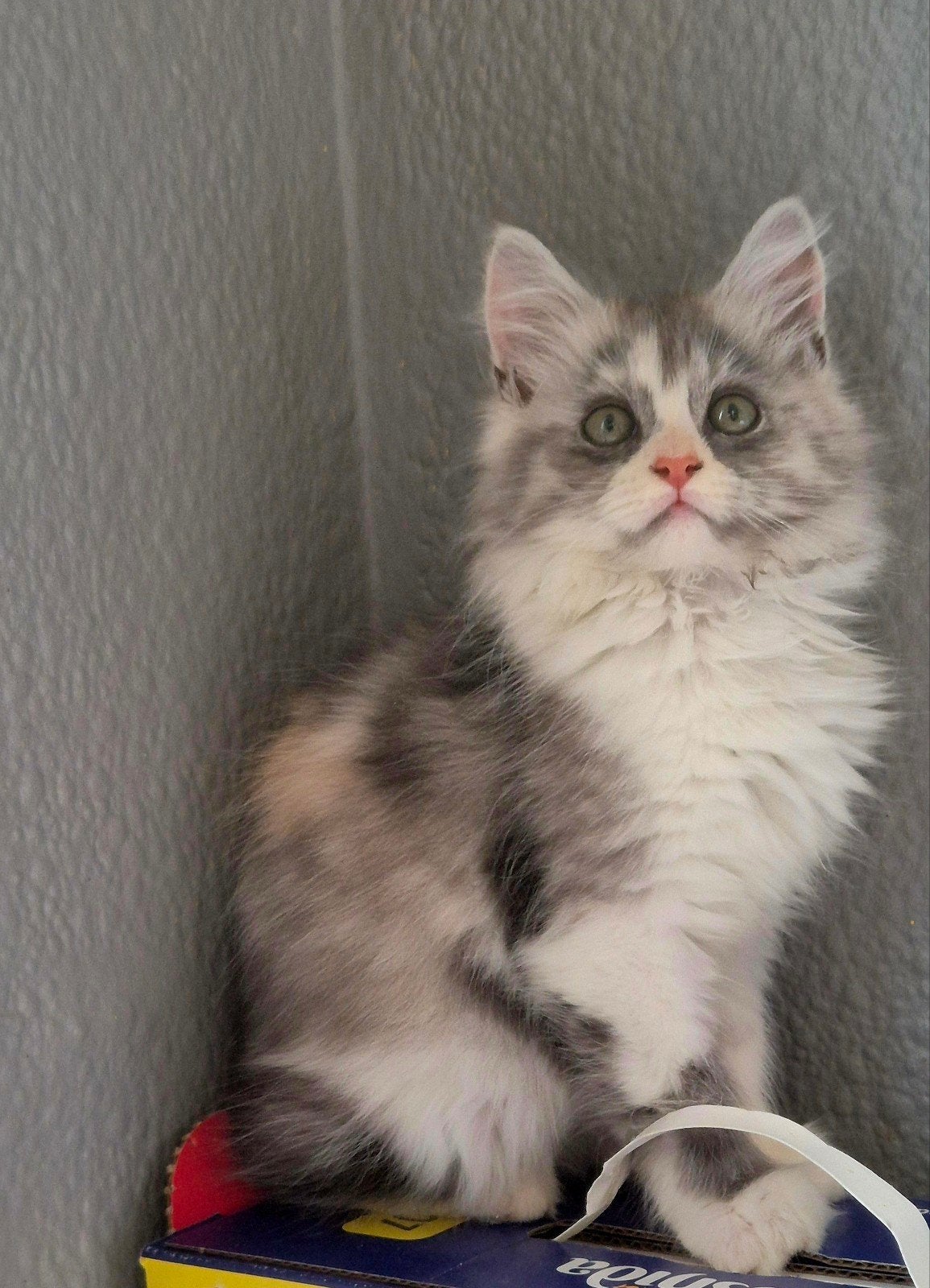 Maine Coon-kittens beschikbaar XXl rasecht beschikbaar, Meerdere dieren, Ontwormd, 0 tot 2 jaar