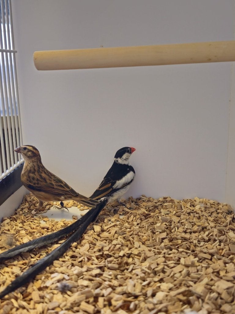 Dominicaanse Wida | Broedkoppel | 2023, Meerdere dieren, Tropenvogel