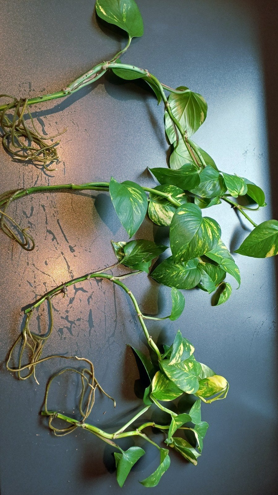 Epipremnum aureum stekjes - Pothos stekken, Ophalen, Vaste plant, Bloeit niet, Halfschaduw