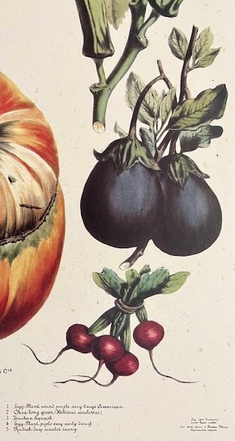 Poster bord met geschilderde plaat no 23-1871 Album Vilmorin, 38 cm, Papier/karton, Ophalen of Verzenden, Zo goed als nieuw