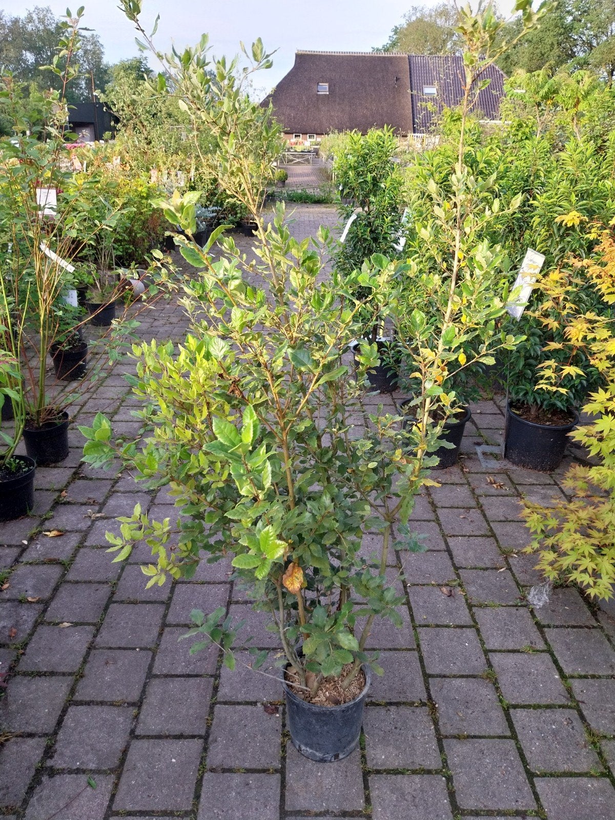 Quercus Ilex Meerstammig - Wintergroene Steeneik, Ophalen, Siergrassen, Halfschaduw