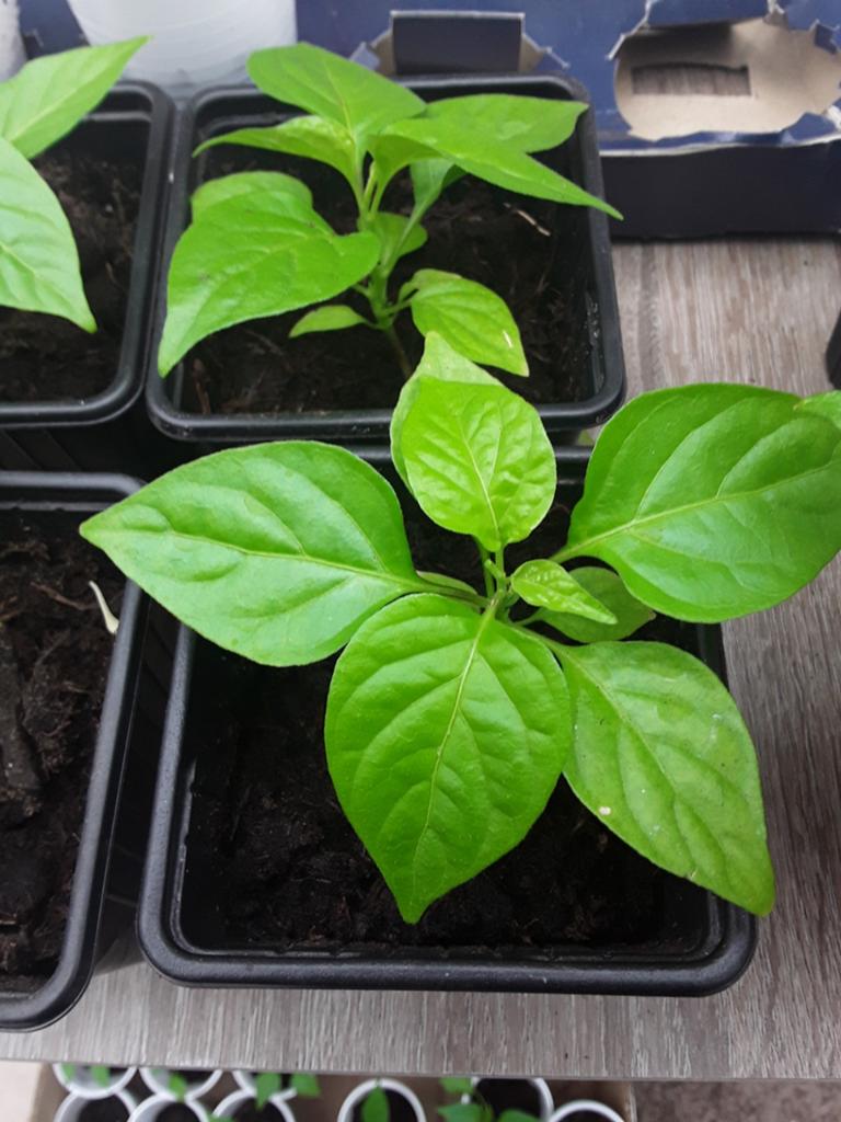 Moestuinplantjes madame Jeannette peper plantjes, Ophalen, Eenjarig, Groenteplanten, Volle zon