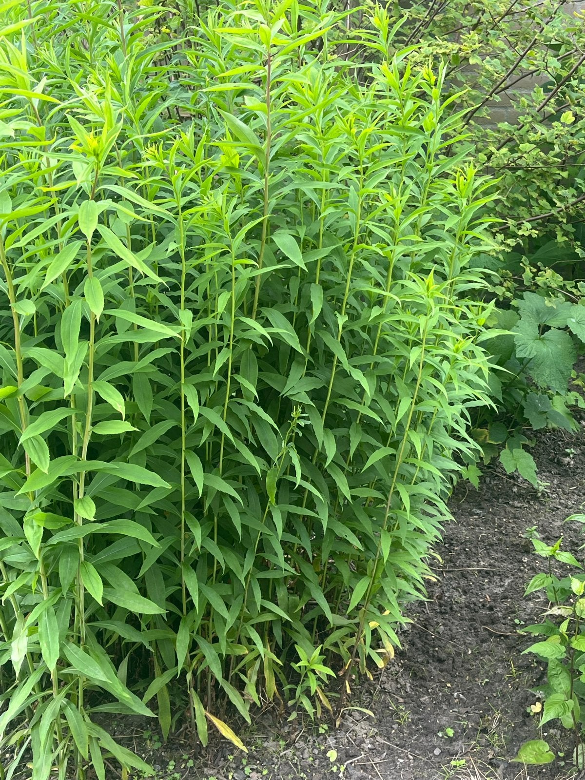 Gratis stekken guldenroede vaste planten voor tuin of border, Tuin en Terras, Overige soorten, Vaste plant, Ophalen of Verzenden