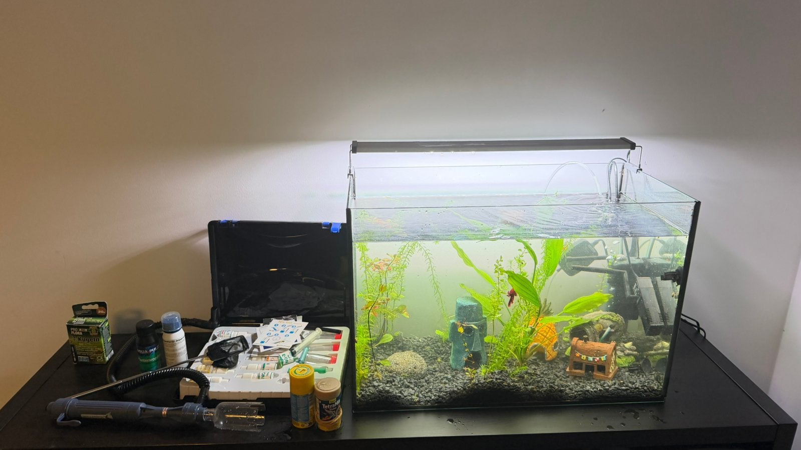 Aquarium setup 60 liter met betta vis, Inclusief vissen, Ophalen of Verzenden, Superfish, Gevuld zoetwateraquarium