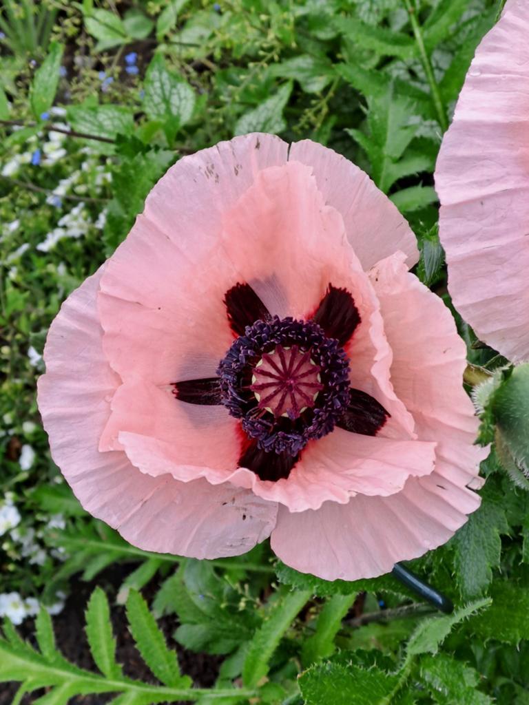 Papaver plantjes, Ophalen of Verzenden, Volle zon, Overige soorten, Minder dan 100 cm