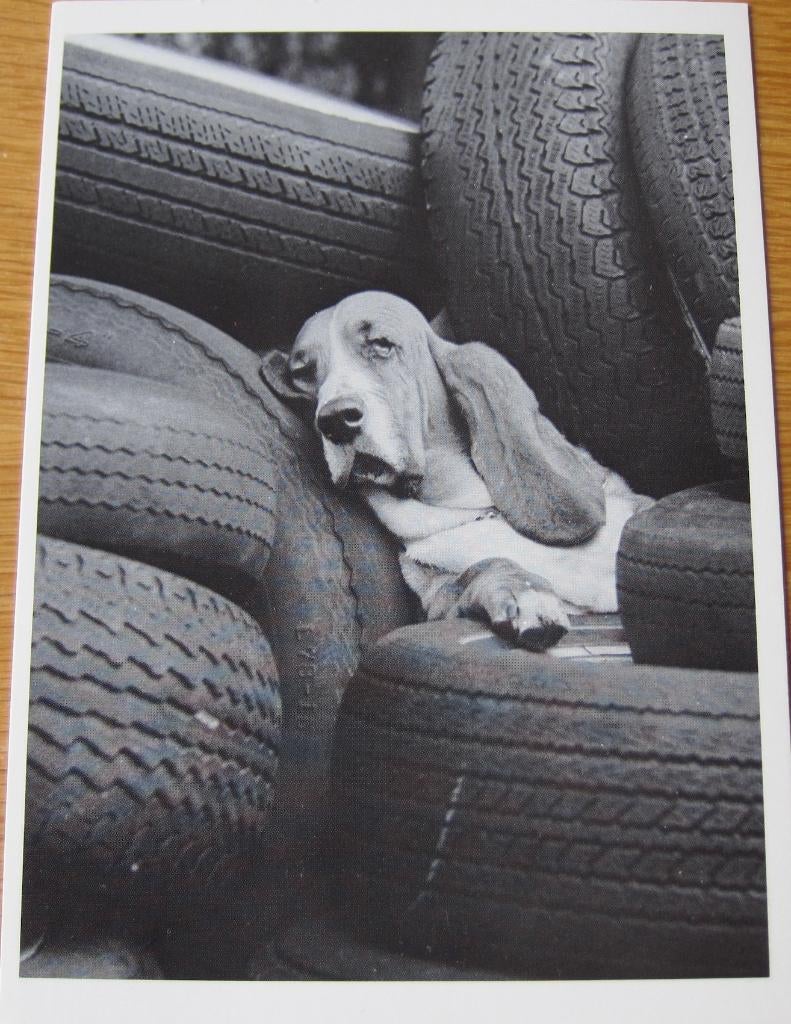 Slapende basset op autobanden - nieuw, Verzamelen, Verzenden, 1980 tot heden, Ongelopen, Hond of Kat