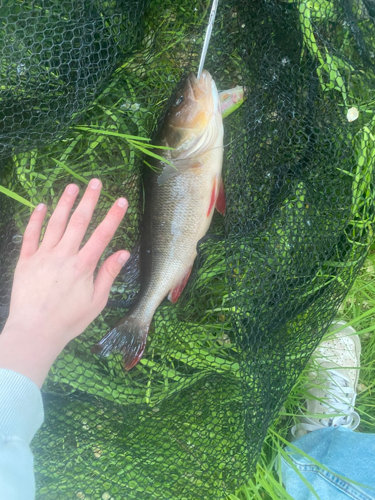 3 jonge vissers opzoek naar een mooie handige boot, Ophalen of Verzenden