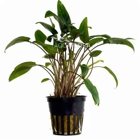 cryptocoryne moehlmannii €4,95, Dieren en Toebehoren, ., Overige typen, Nieuw, Ophalen of Verzenden