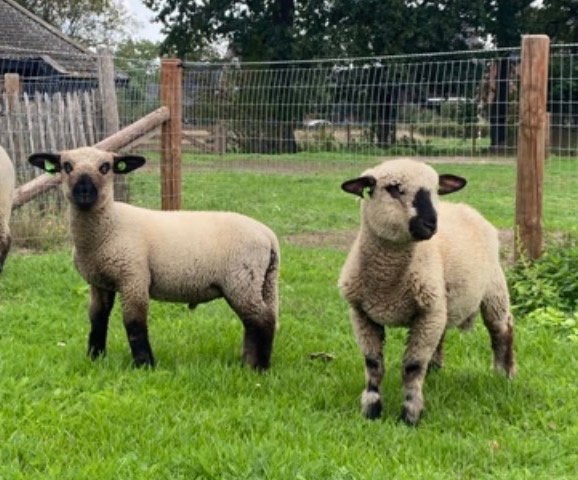 Te koop hampshire down rammen ( 100 % raszuiver), Dieren en Toebehoren