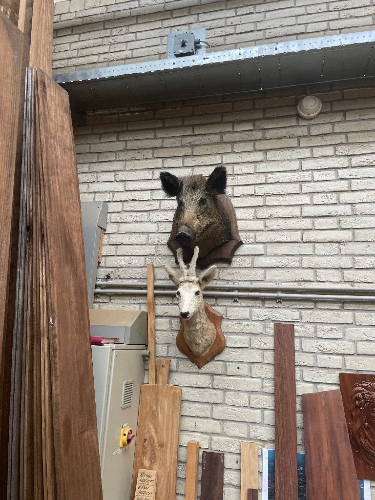 Zwijnenkop taxidermie  16 tot 31 augustus gesloten