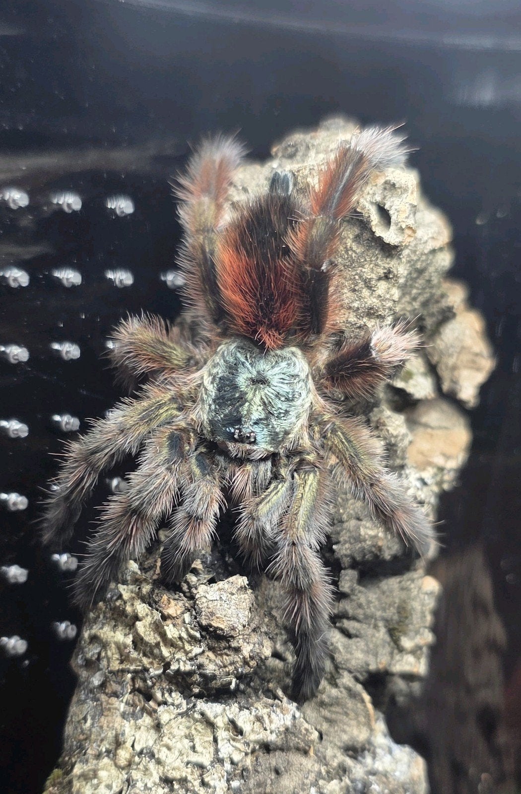 Caribena versicolor vrouw te koop, Dieren en Toebehoren, Overige soorten, Met terrarium, 0 tot 2 jaar