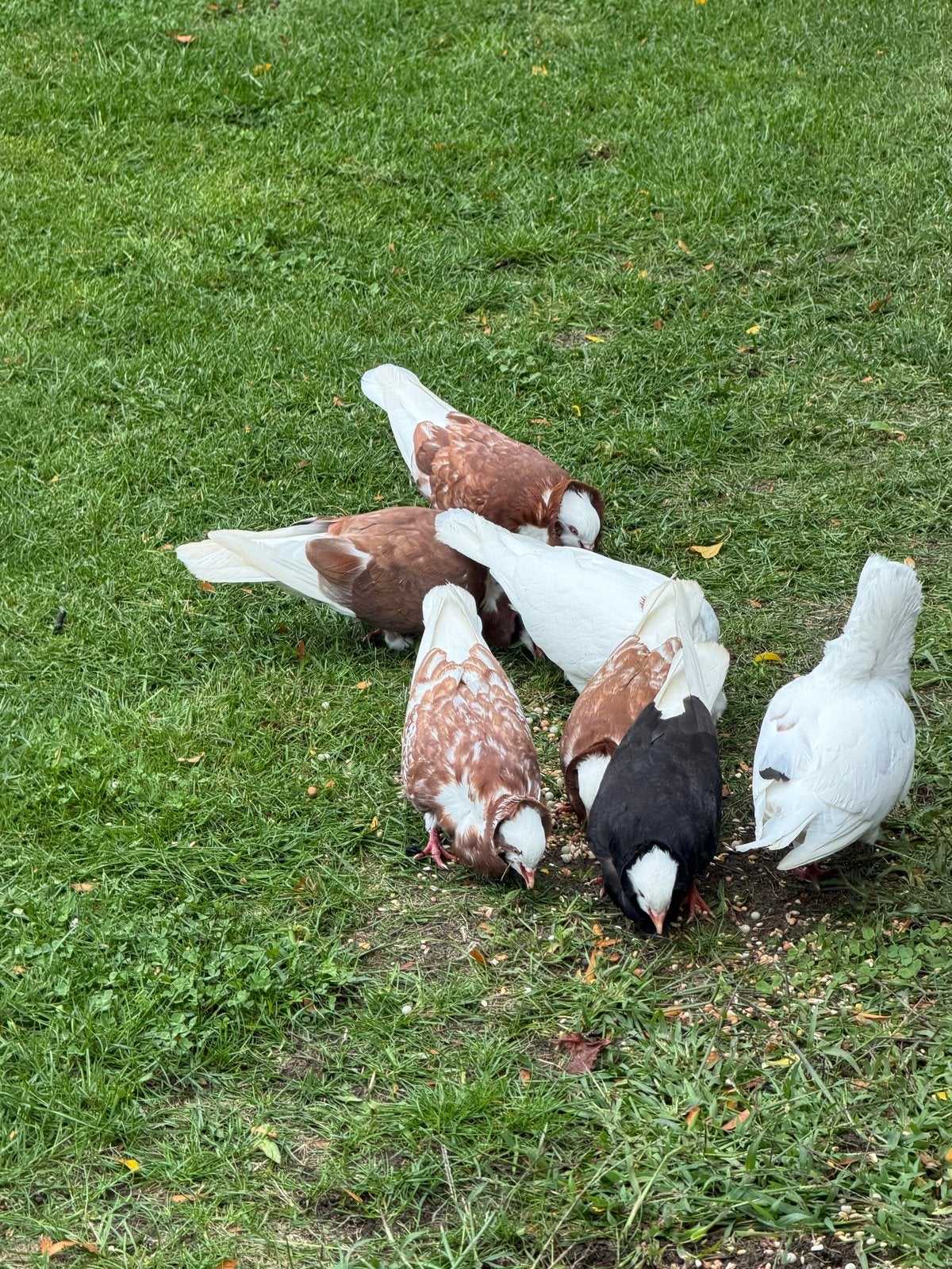 Capucijn duiven te koop, Meerdere dieren, Overige soorten