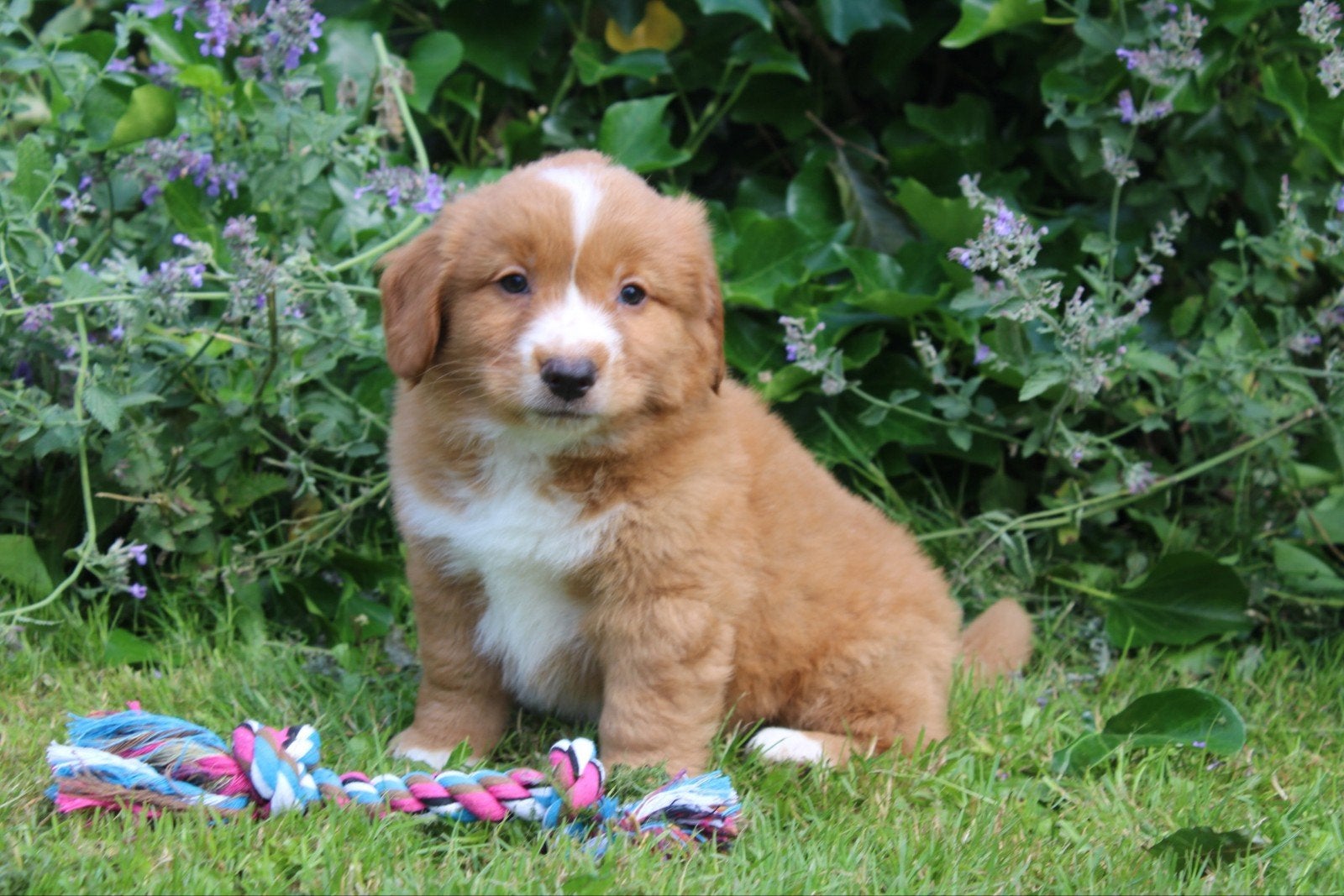 prachtige nova scotia duck tolling retriever pups, Parvo, Overige rassen, 8 tot 15 weken, Meerdere